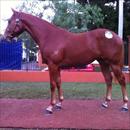 Inglis Easter Yearling Sale 2011 Lot 150 Flying Spur x Arkadina colt